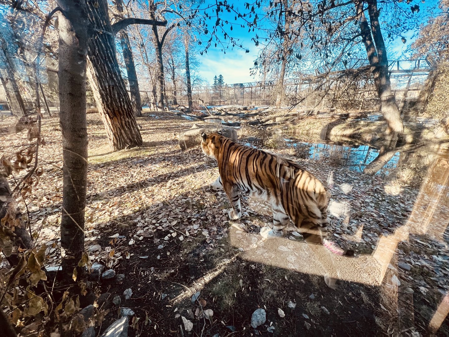 Another view if he Amur Tiger Exhibit