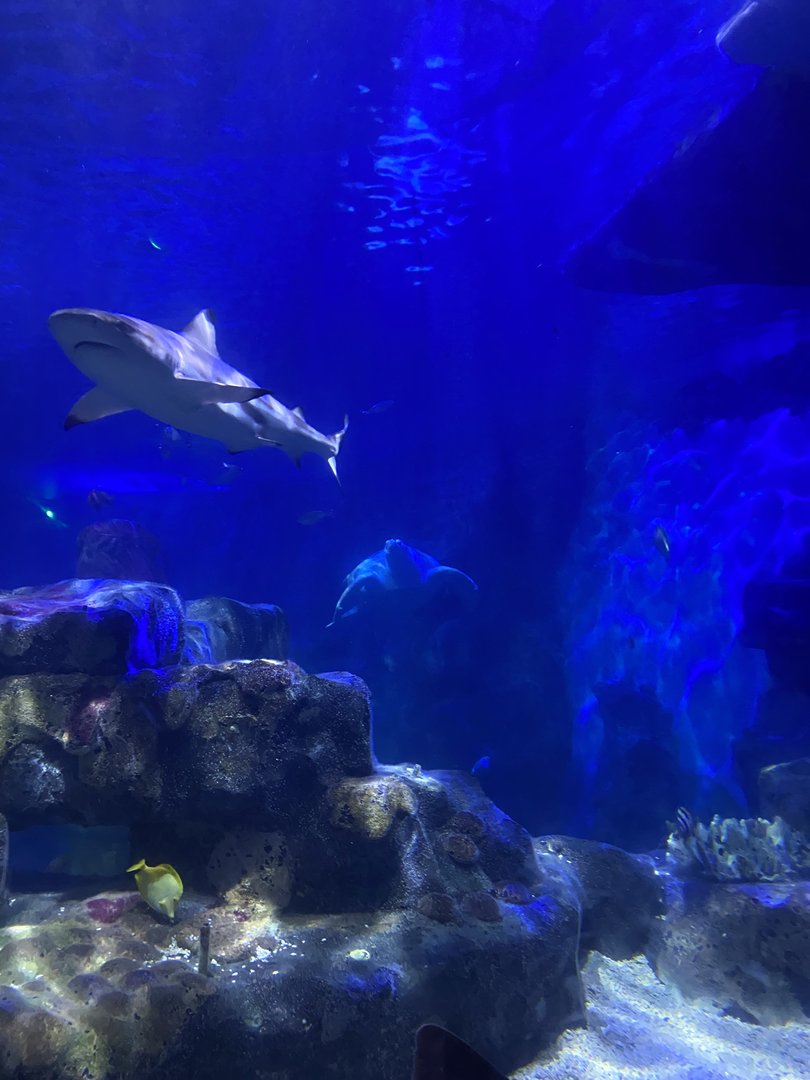 Another view into tank with 360 Tunnel 070123