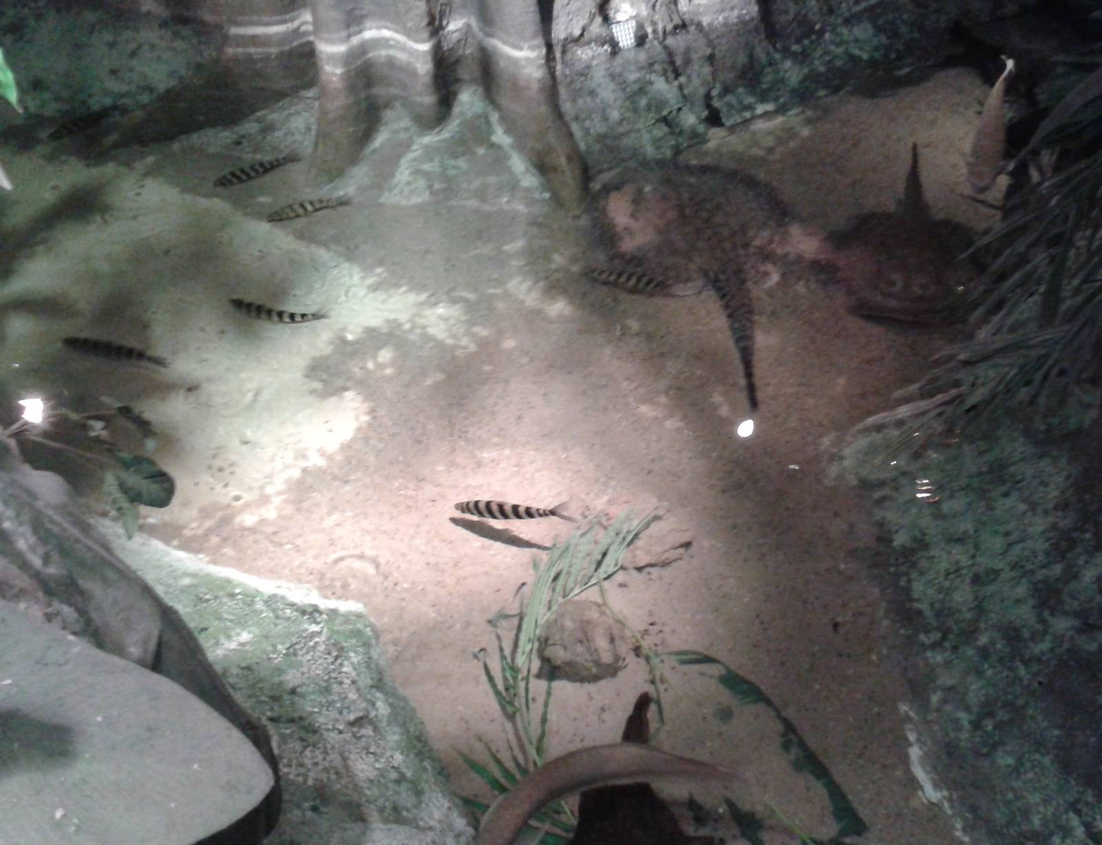 Another view into the pond