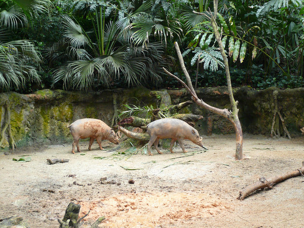 Another view of Babirusa exhibit, Singapore Zoo