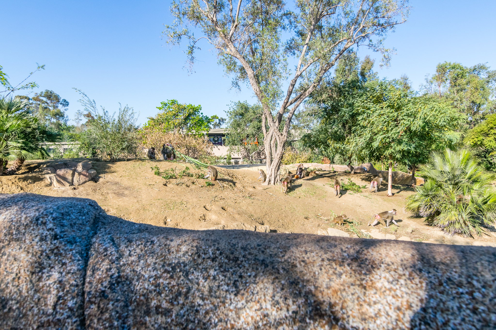 Another view of baboon exhibit