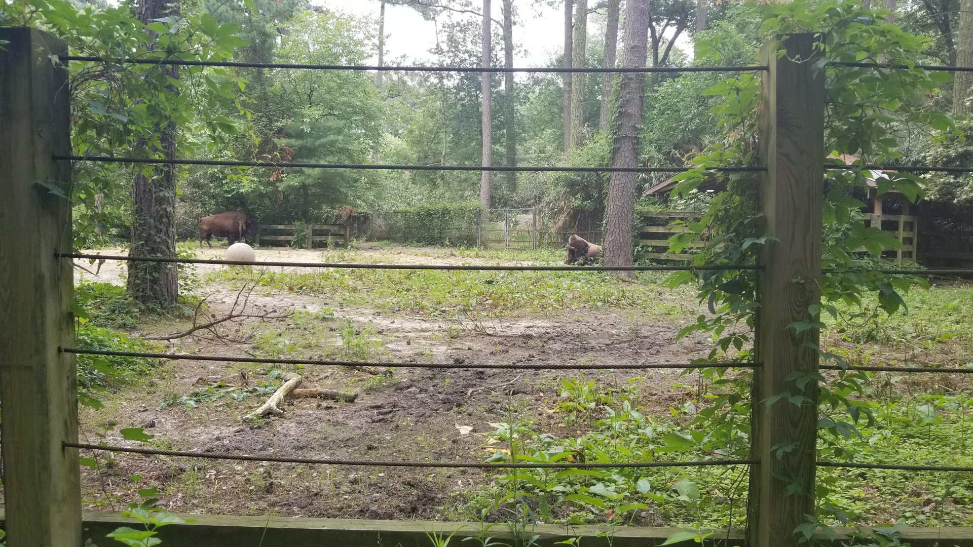 Another view of back of bison yard