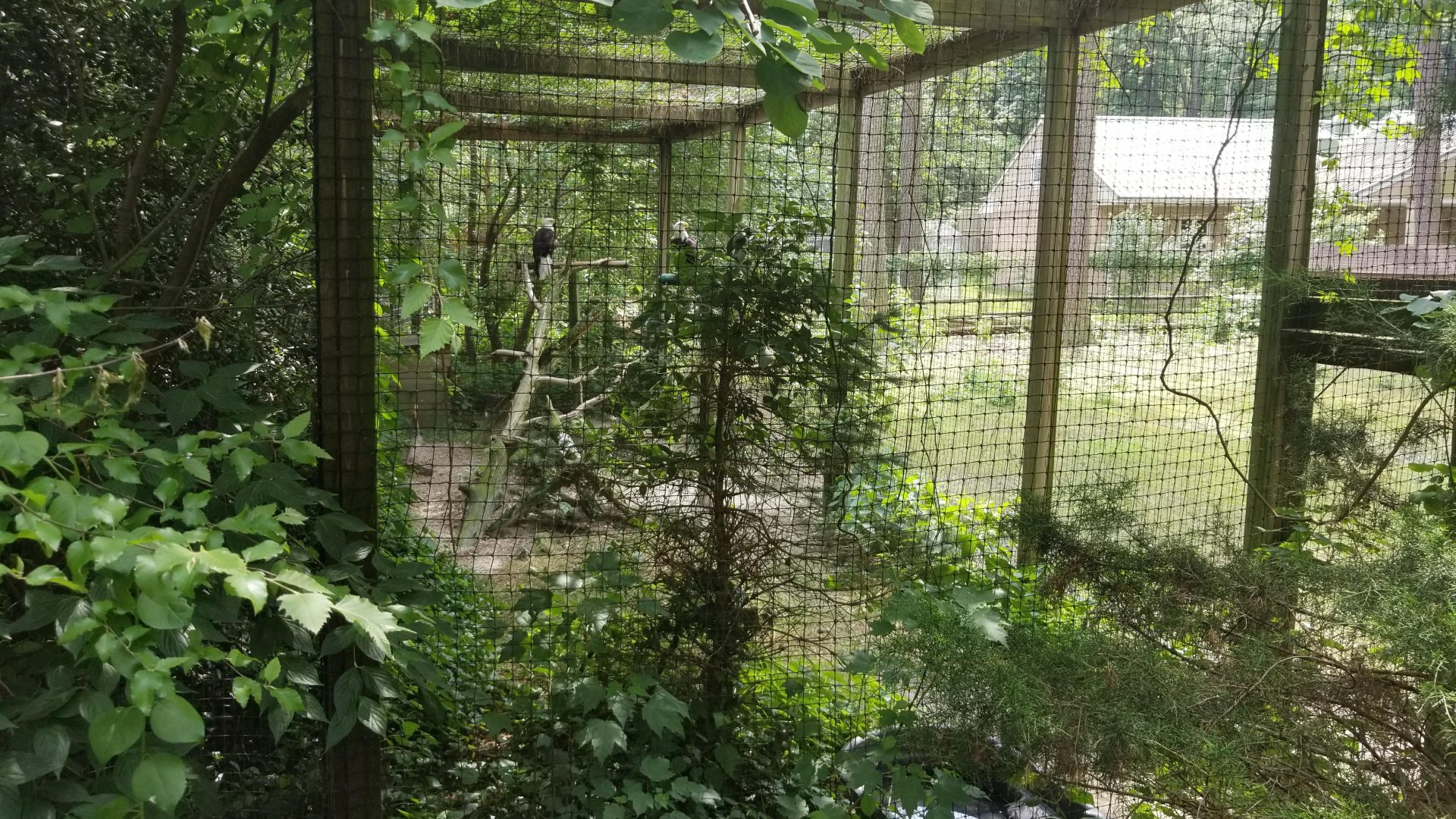 Another view of bald eagles