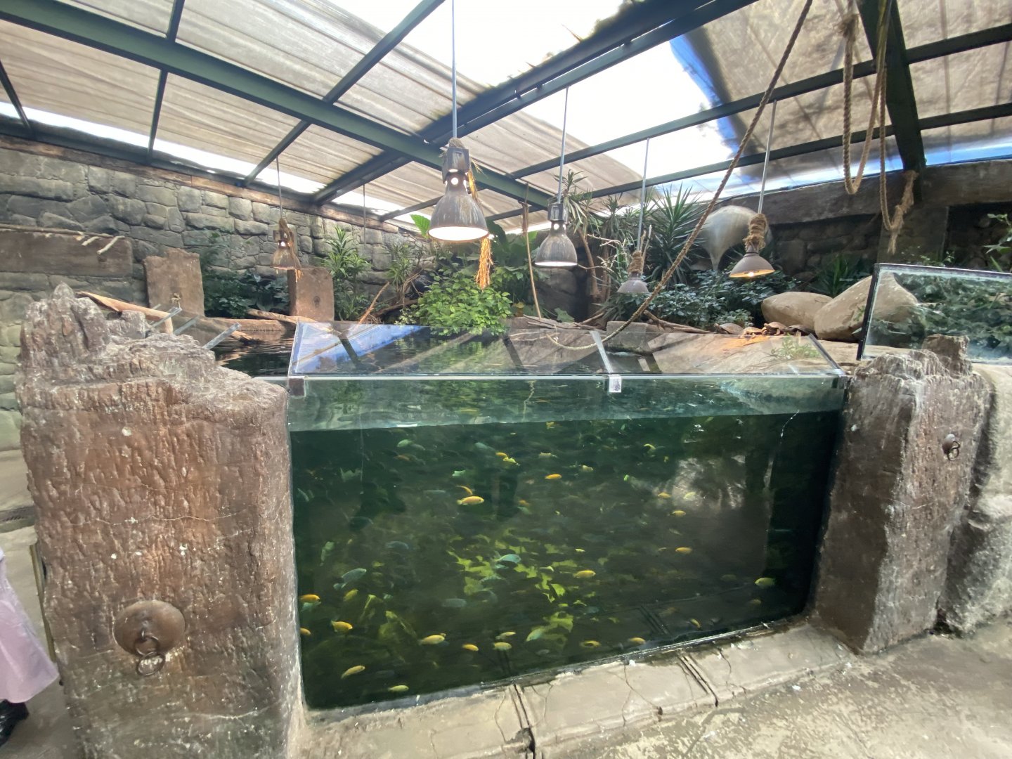 Another view of cichlid and turtle aquarium