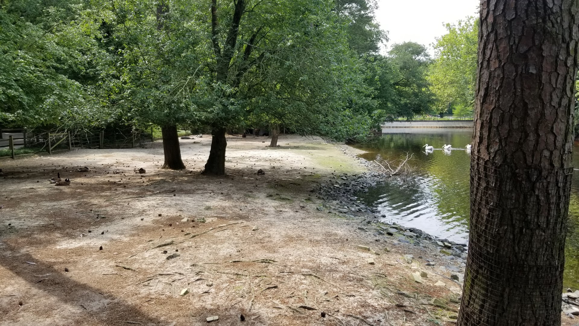 Another view of llama enclosure from boardwalk