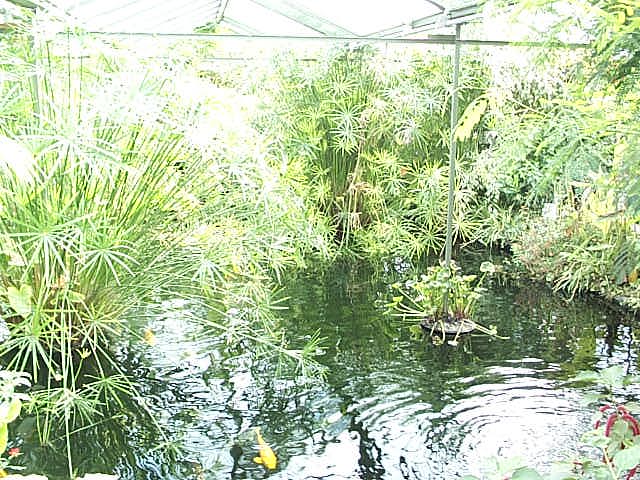 another view of pool 2003