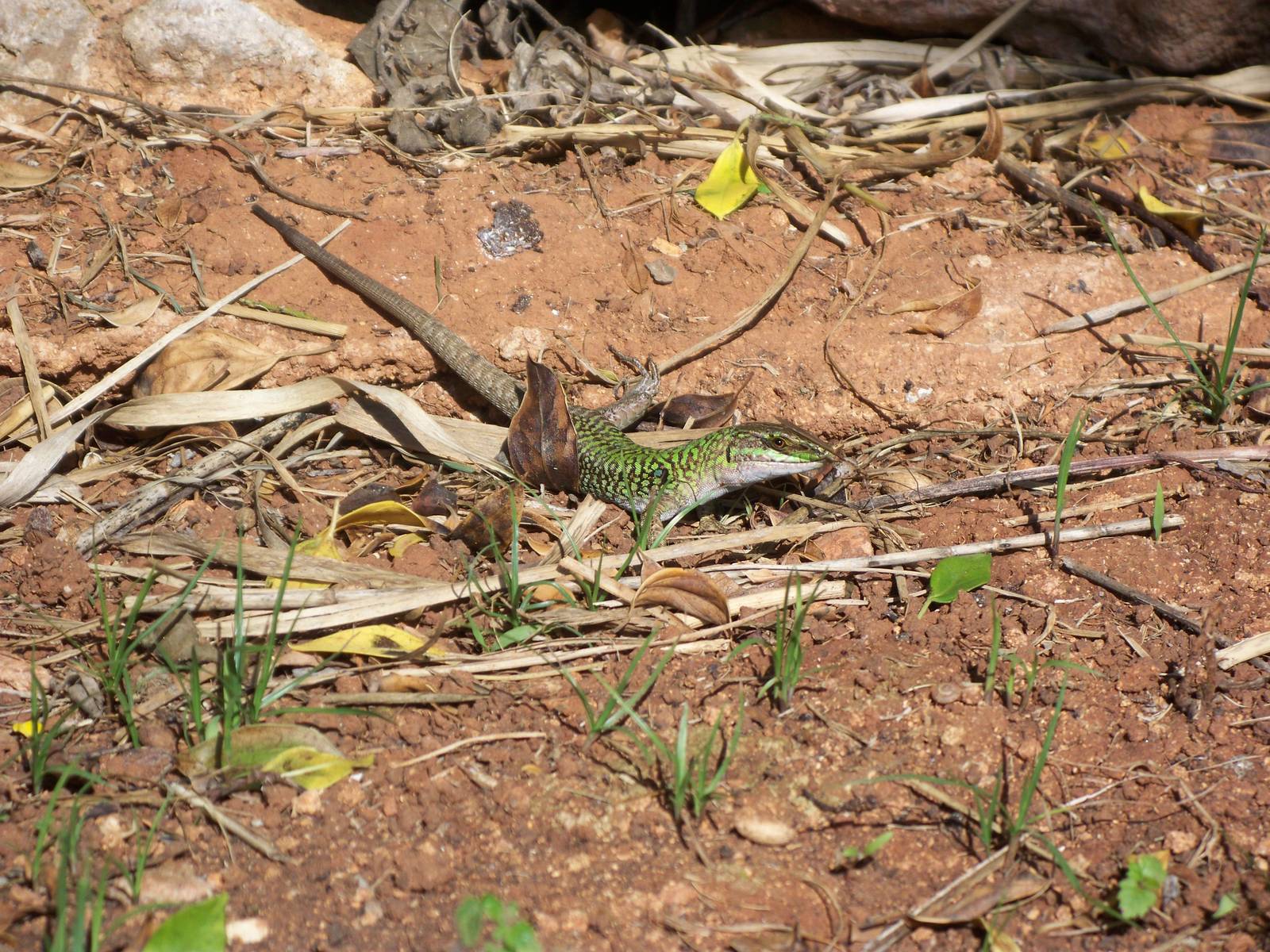 another view of possible morrocan rock lizard