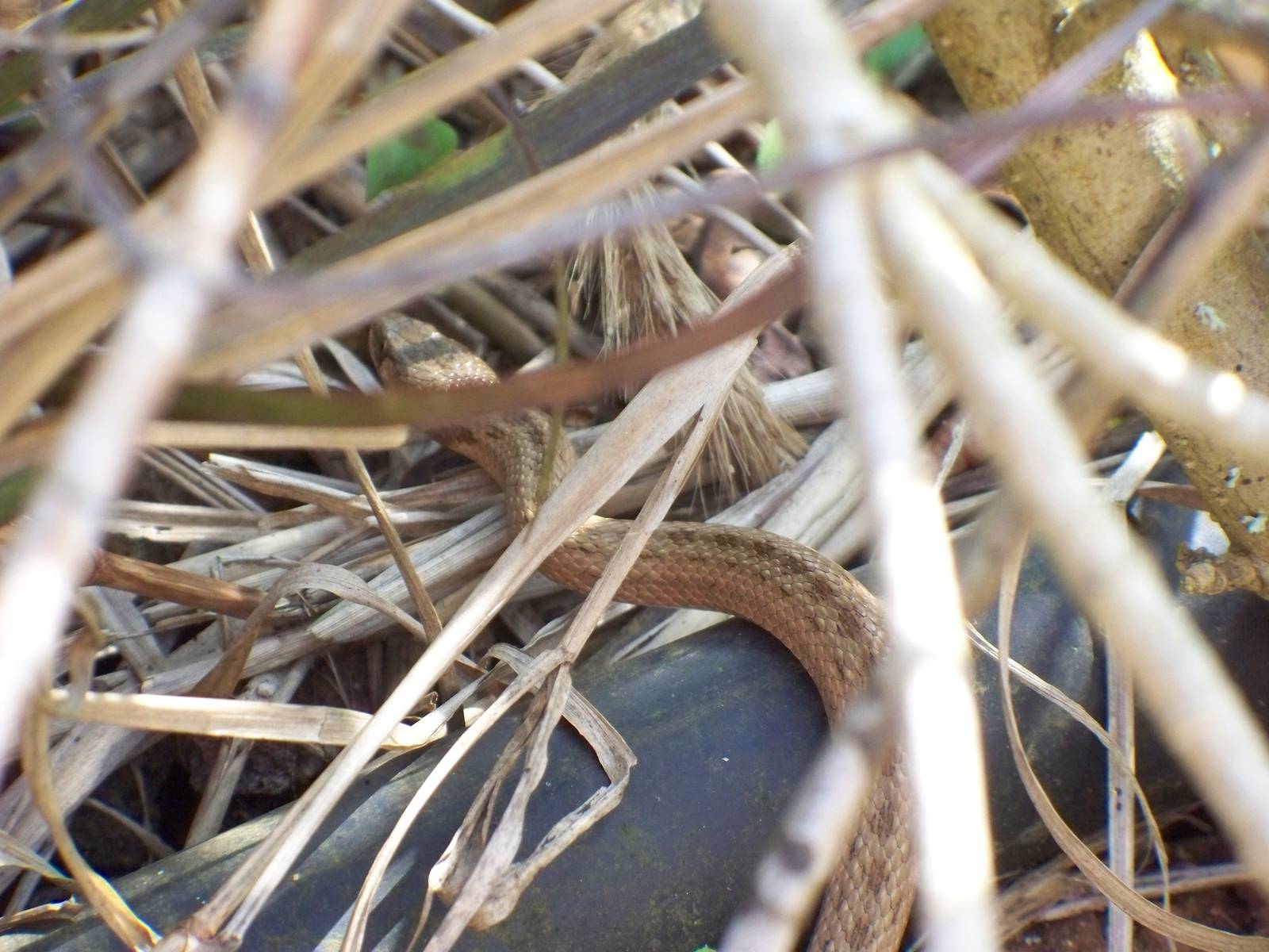 another view of snake