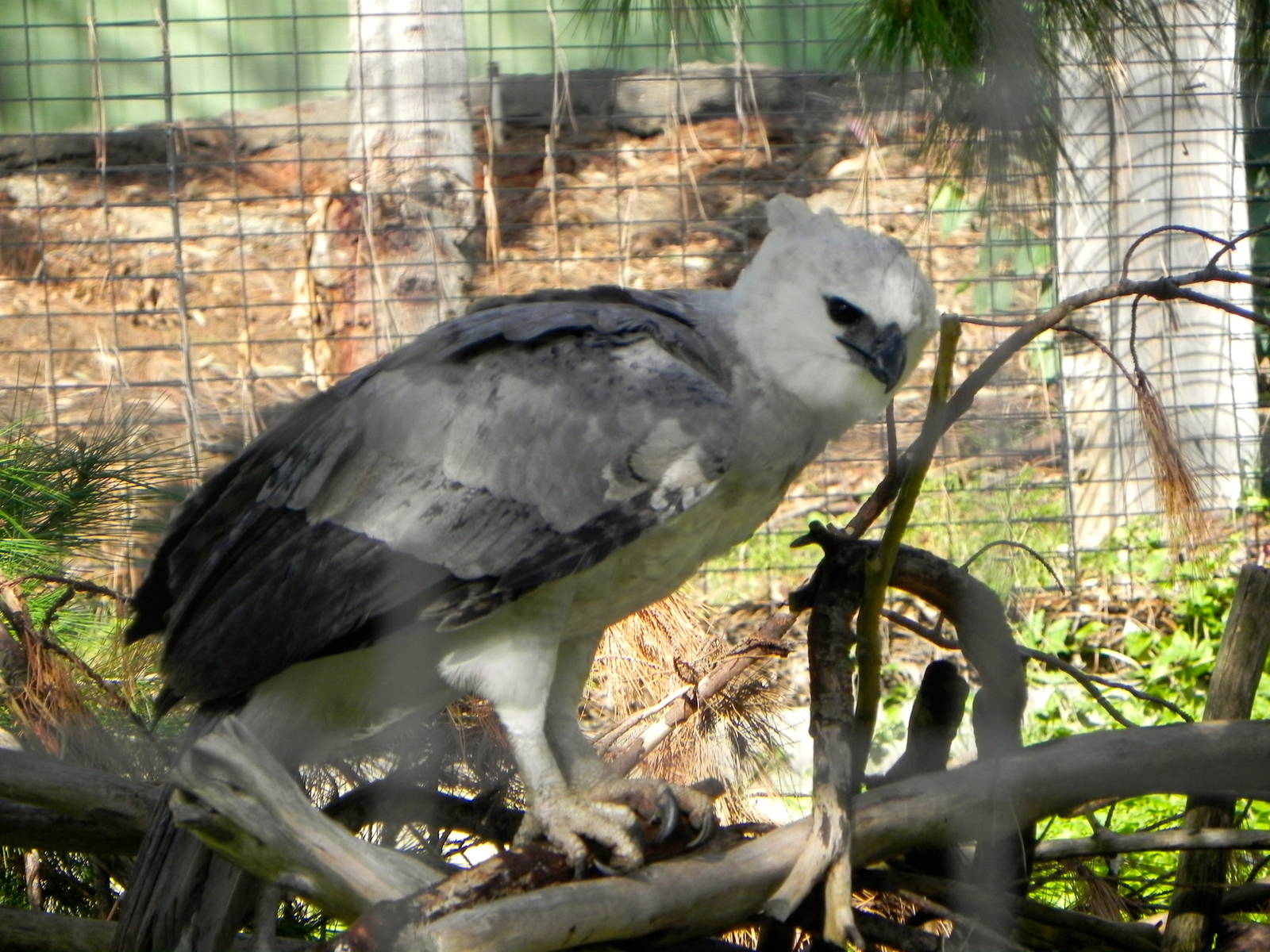 Another view of the Harpy Eagle