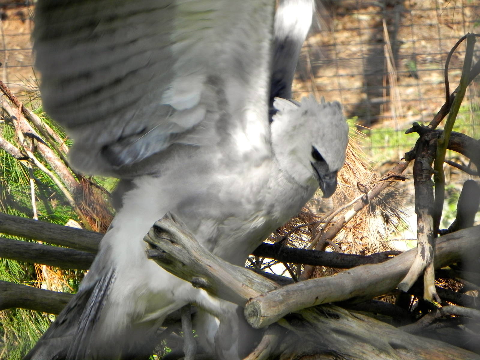 Another view of the Harpy Eagle