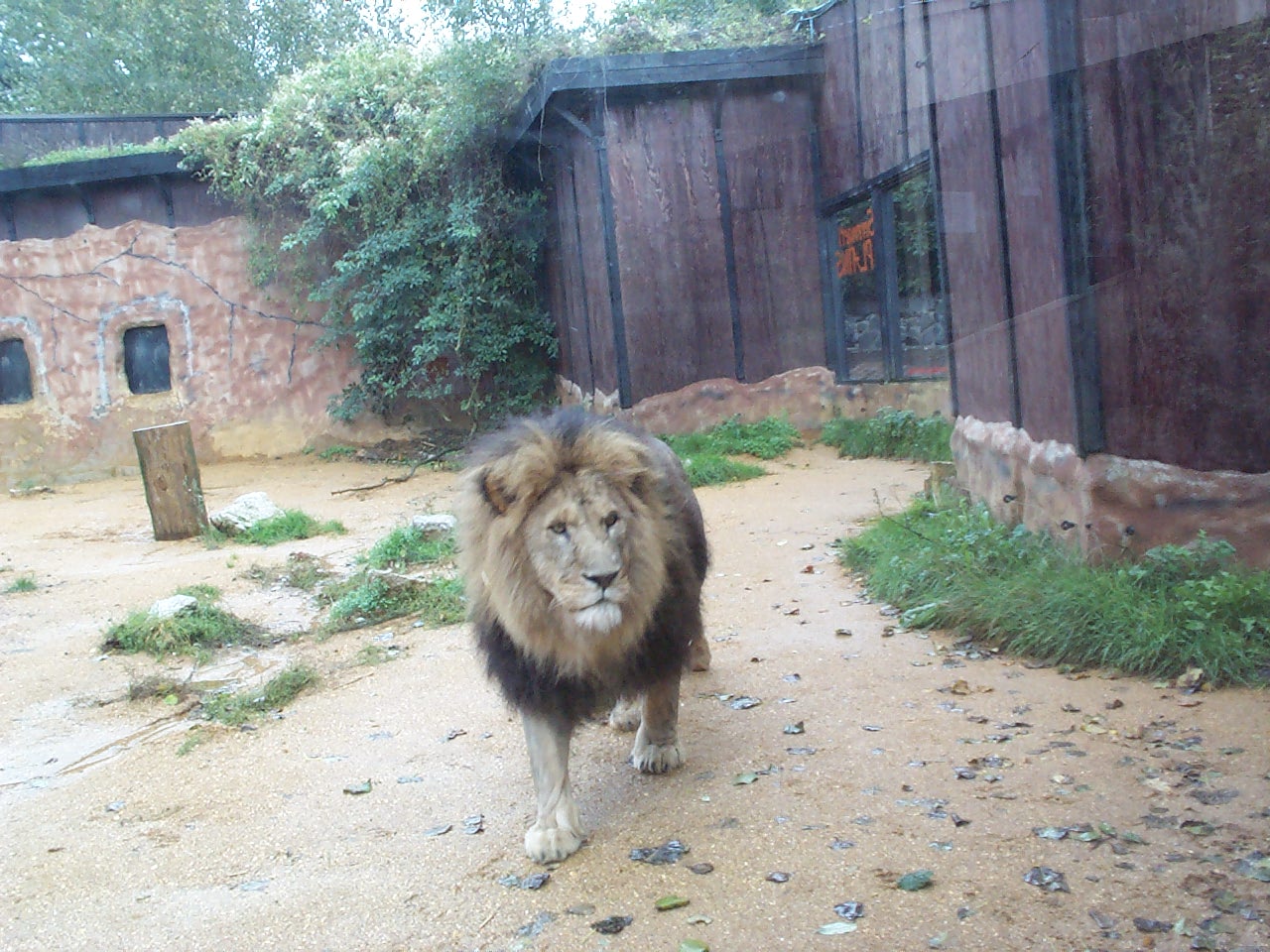 another view of the lion enclosure