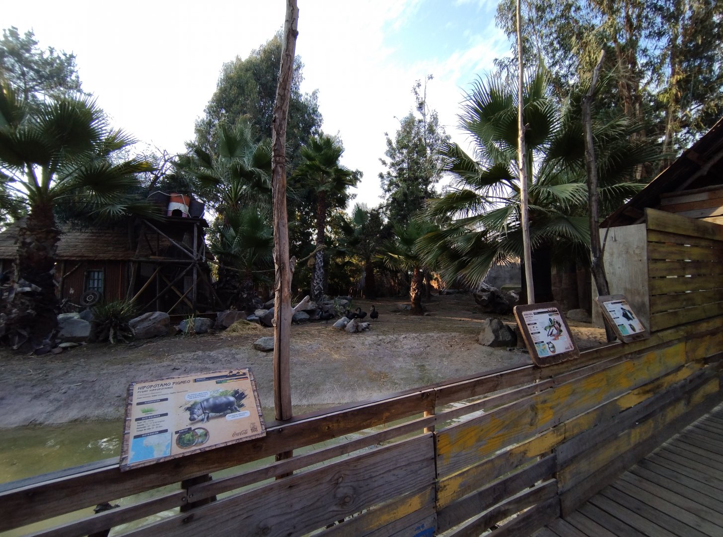 Another view of the pygmy hippo exhibit - Buin zoo