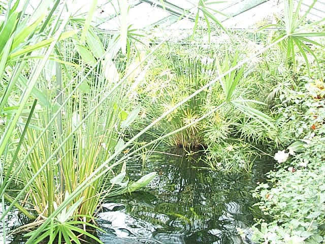 another view of tropical pool 2003