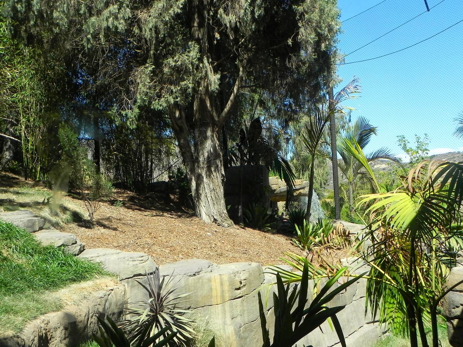 another view of yard 2 Tiger Trail