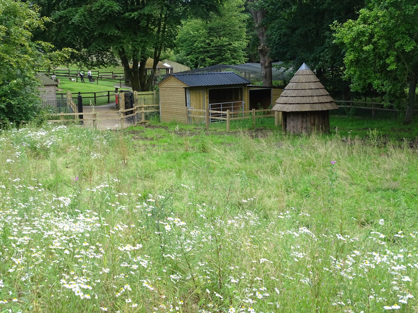 Another view of zoo extension paddock requiring further work, 17th July 2024