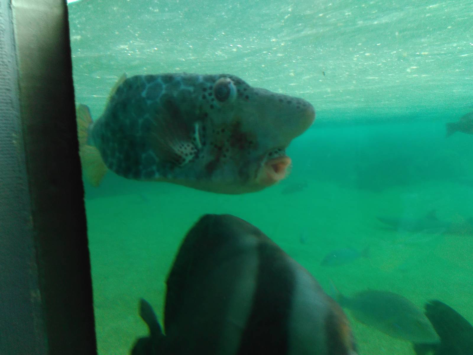 Another weird looking fish