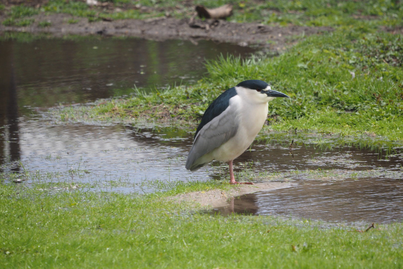 Another Wild Black-Crowned Night Heron