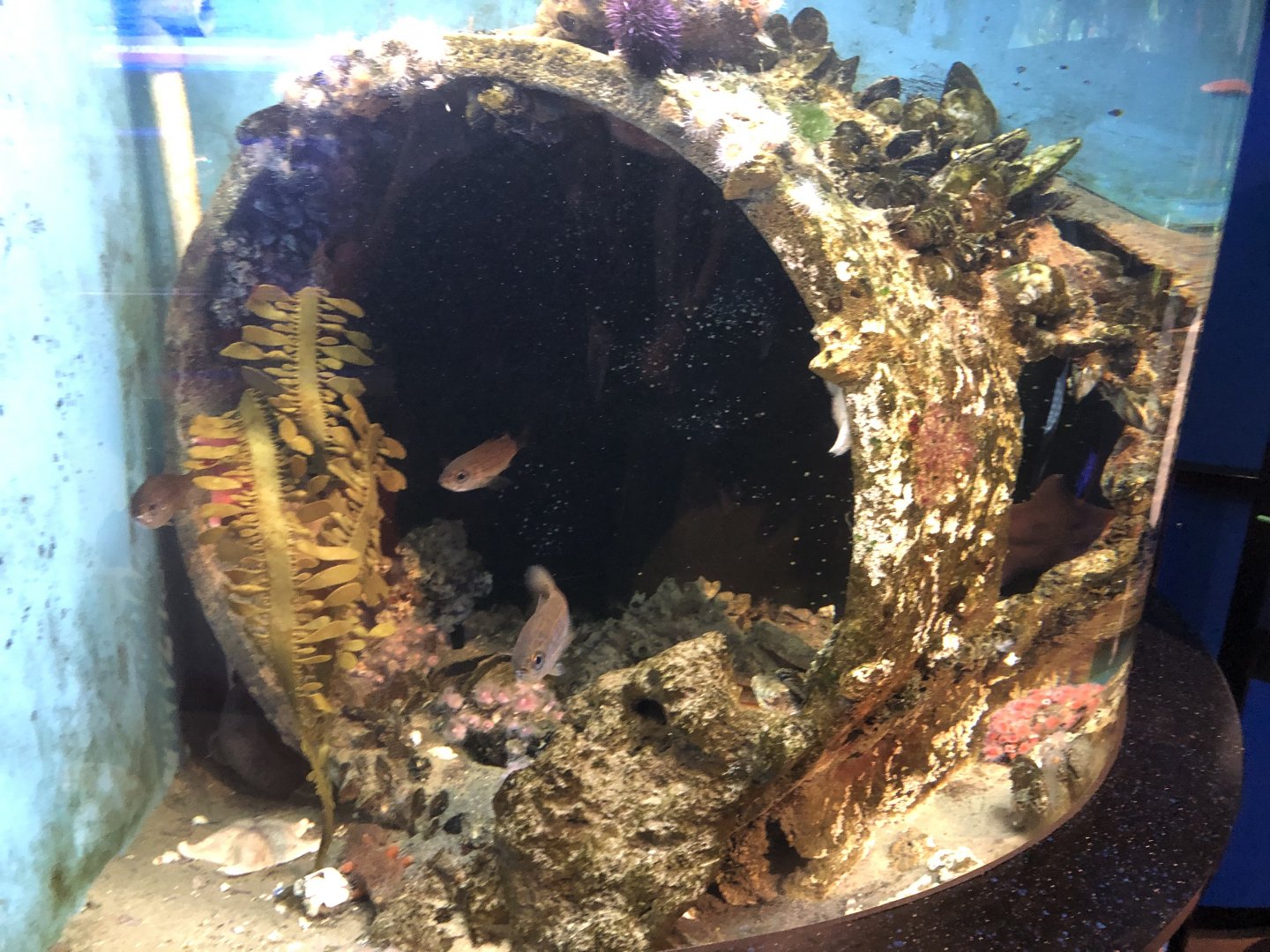 Another Wolf Eel tank