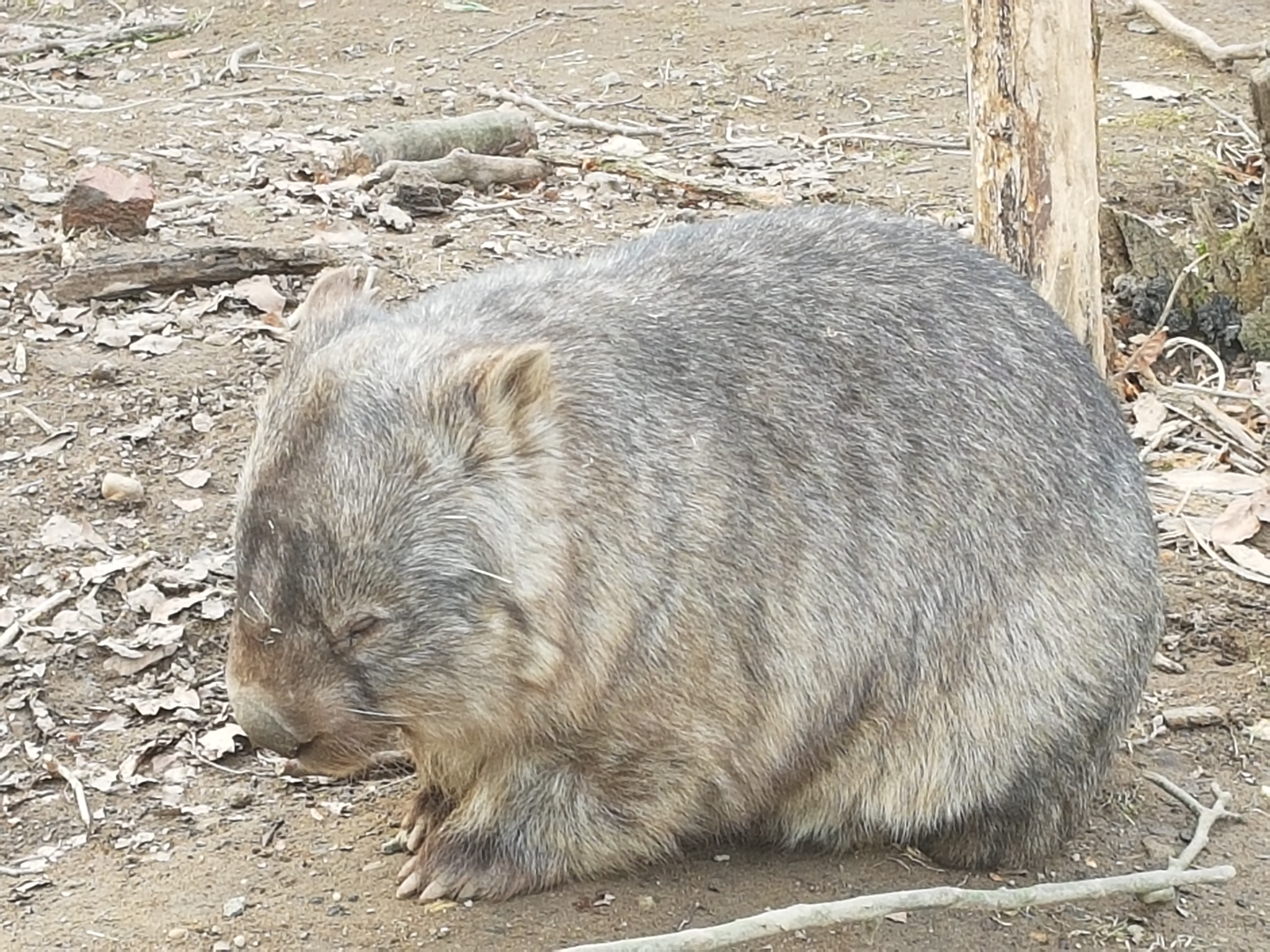 Another wombat March 18