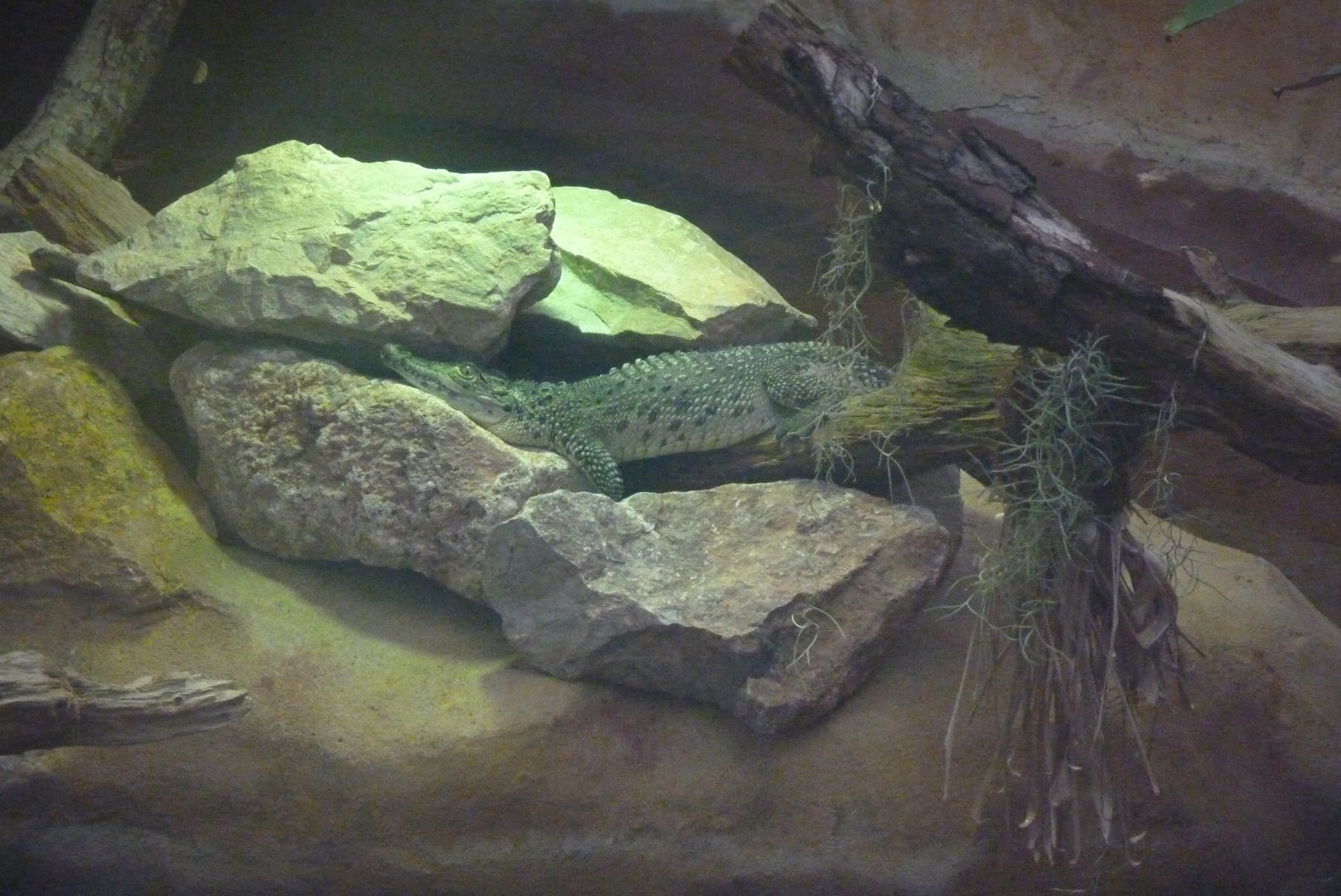 Another young Cuban Crocodile, December 2016