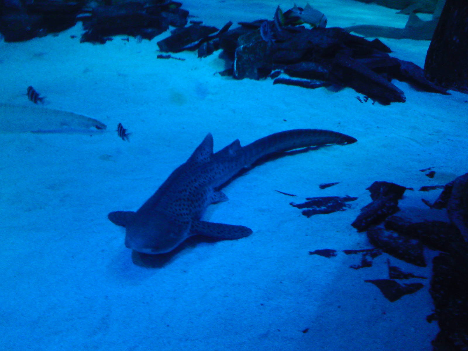 Another zebra shark, Pacific tank, 02/05/2009