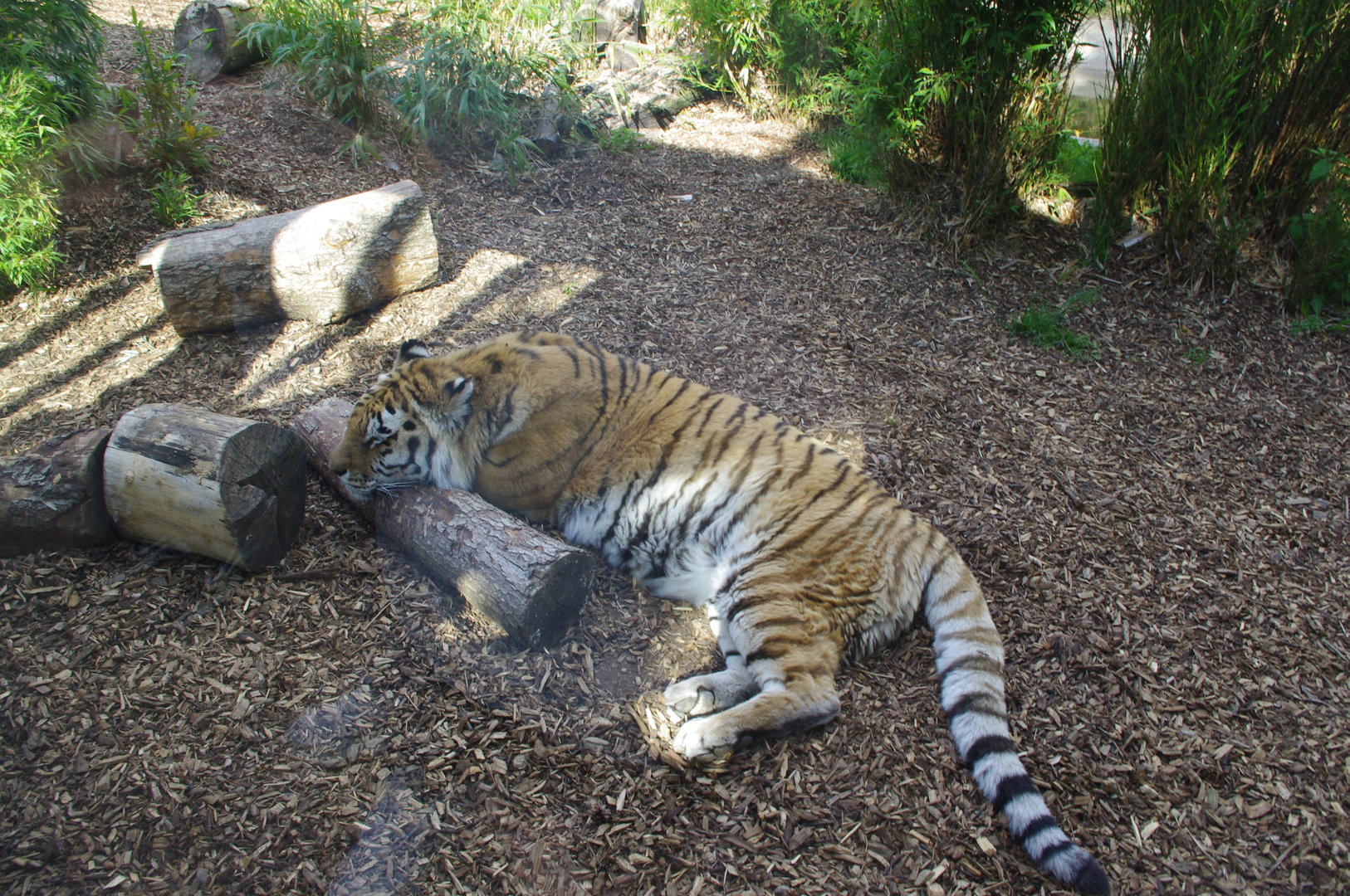 Anoushka- Amur Tiger- 2/6/2023