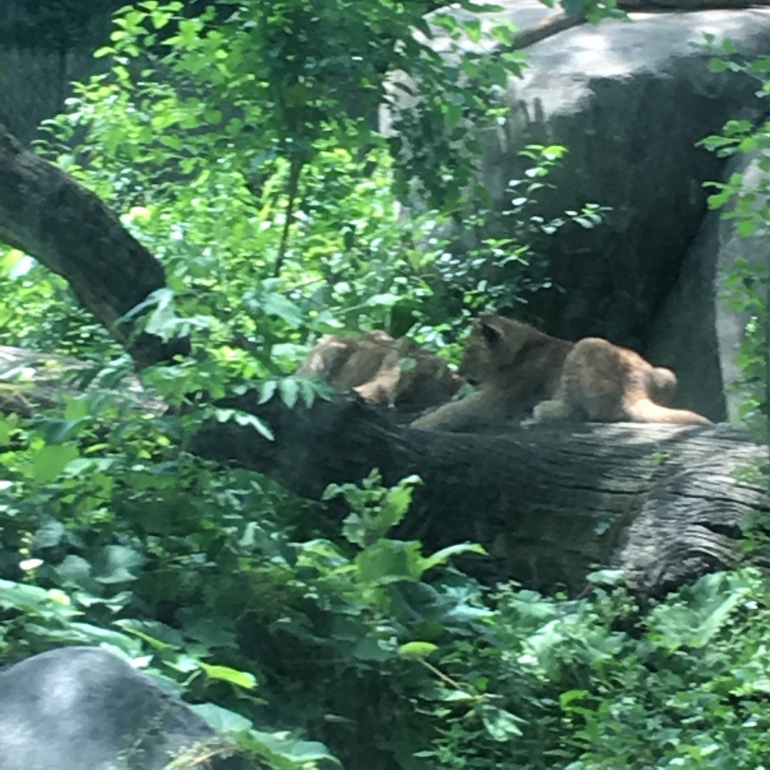 Ansel and Amboseli in 2017 | Henry Vilas Zoo