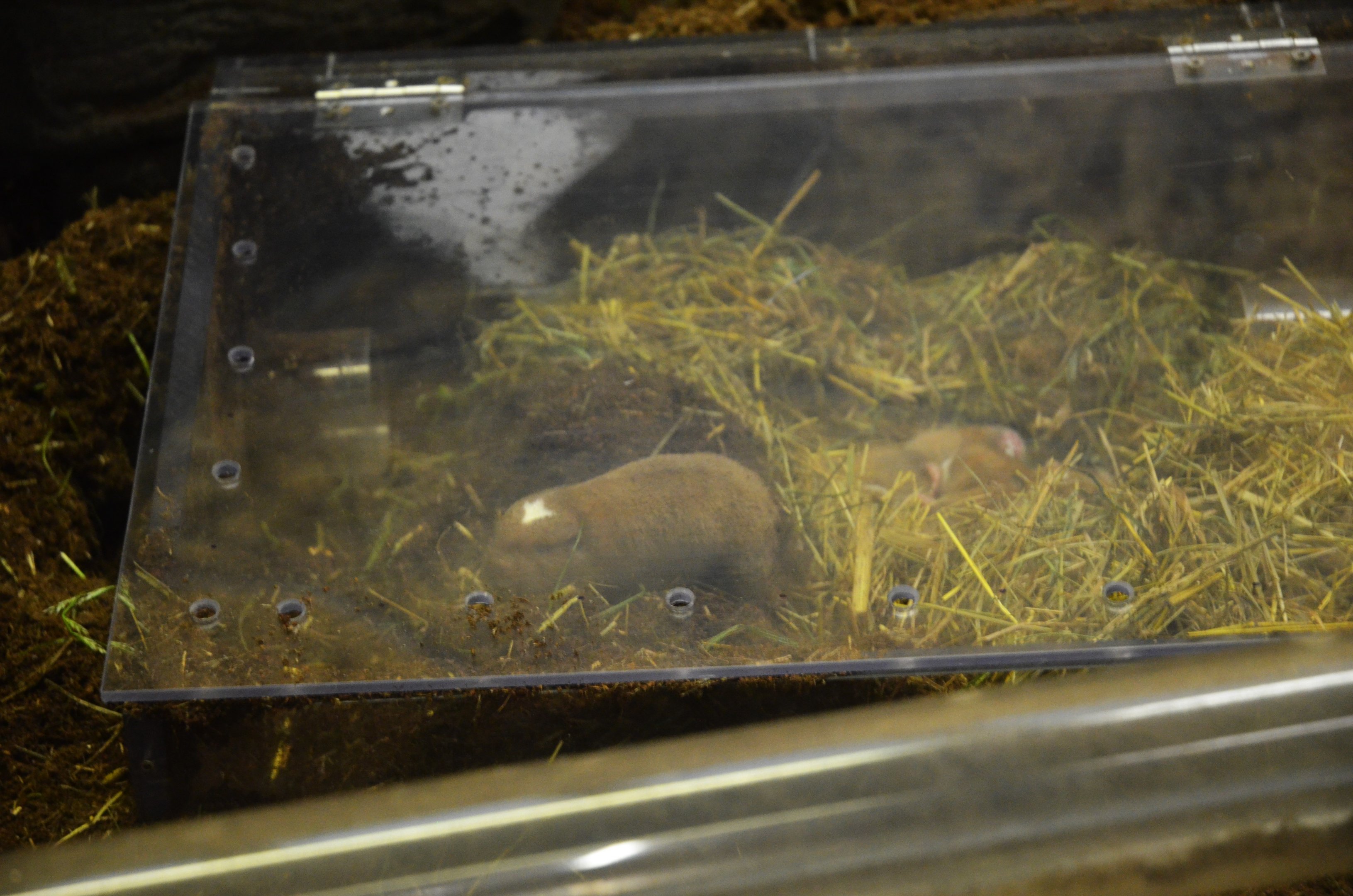 Ansell's Mole Rat at Wuppertal, 16/06/19