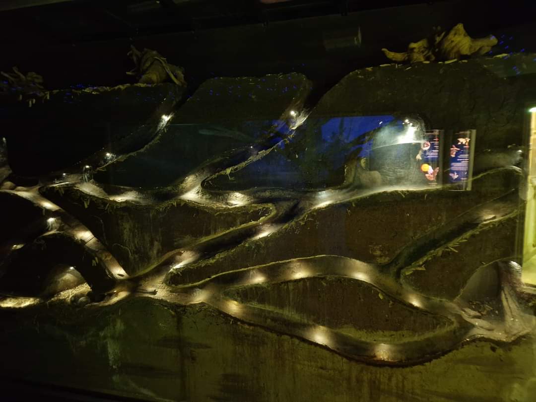 Ansell's mole-rat exhibit