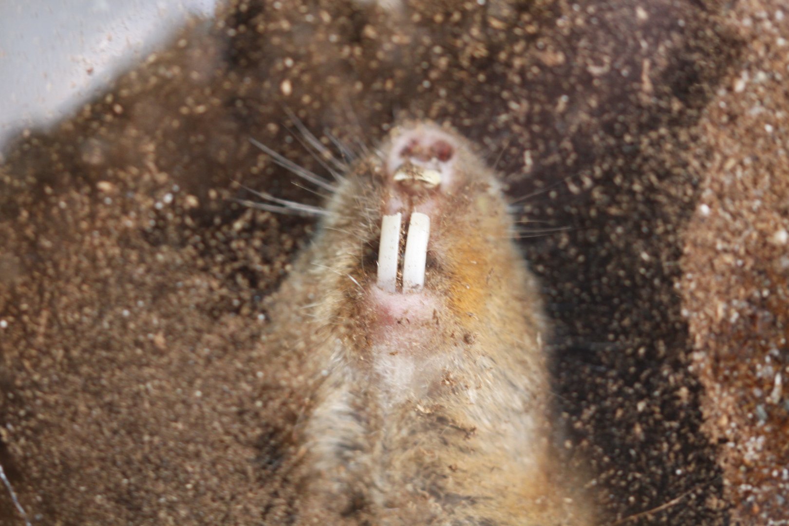 Ansell's mole-rat (Fukomys anselli)