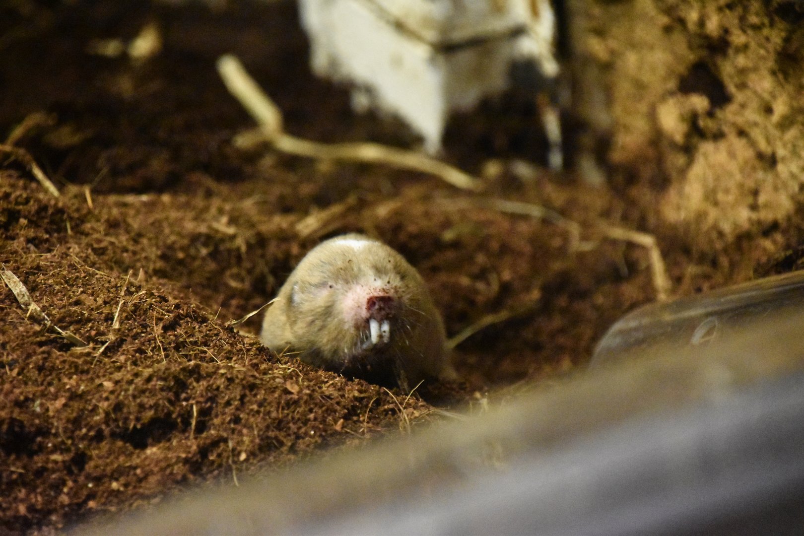 Ansell's mole rat, Fukomys anselli