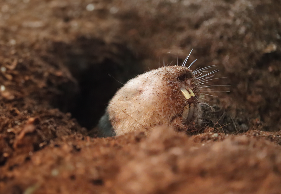 Ansell's mole-rat (Fukomys anselli)