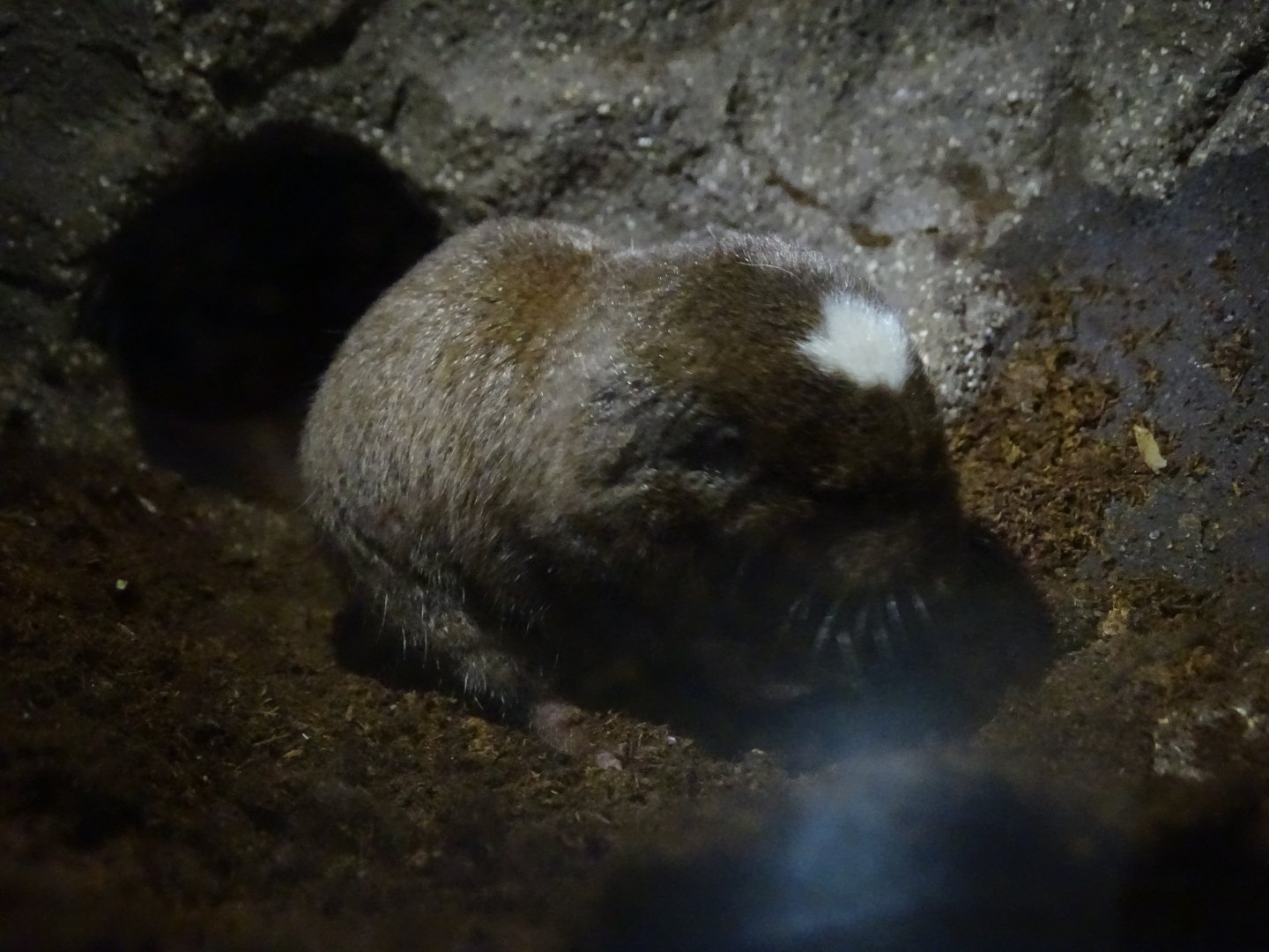Ansell's mole-rat (Fukomys anselli)