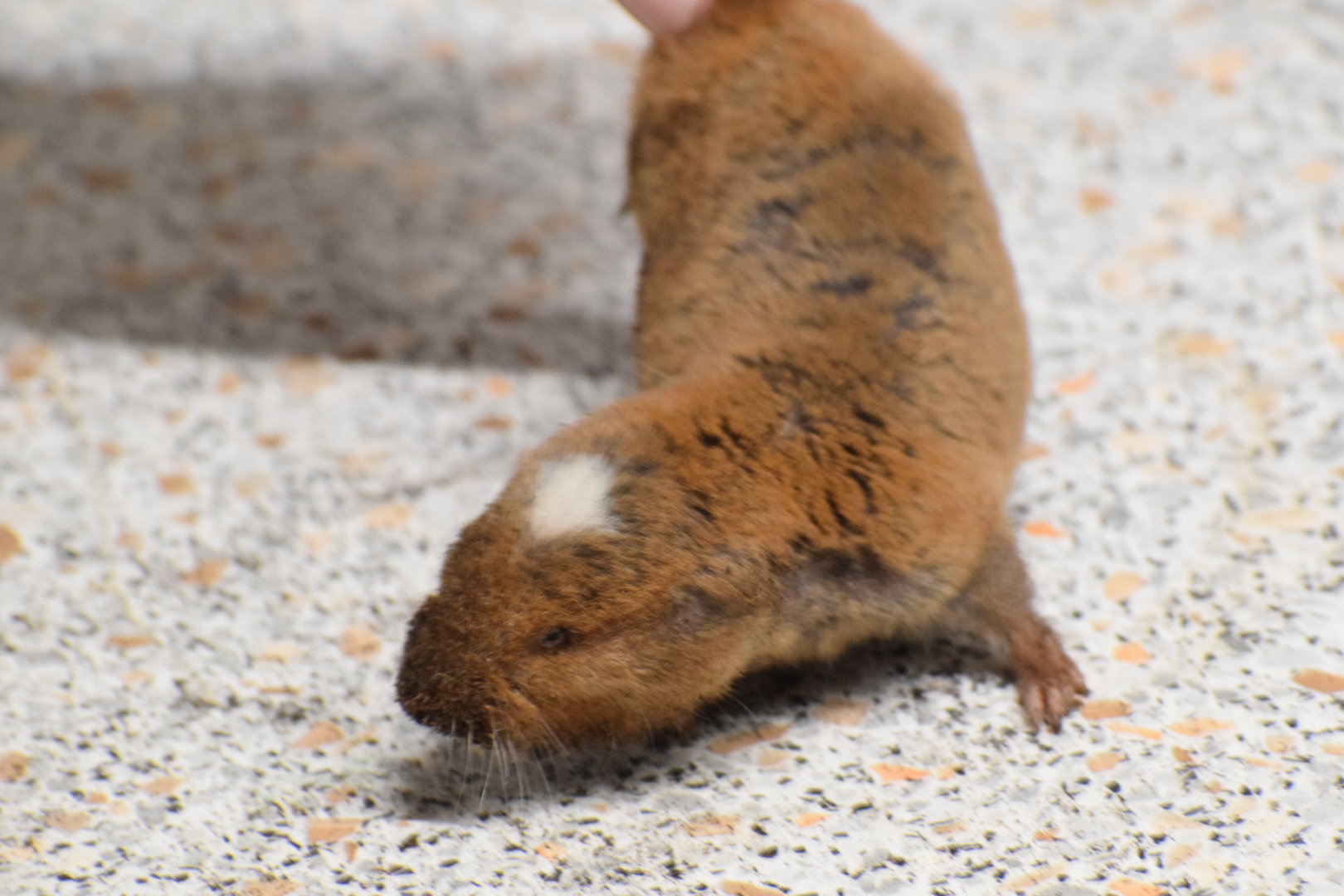 Ansell's mole-rat - University of South Bohemia (Oktober 2023)