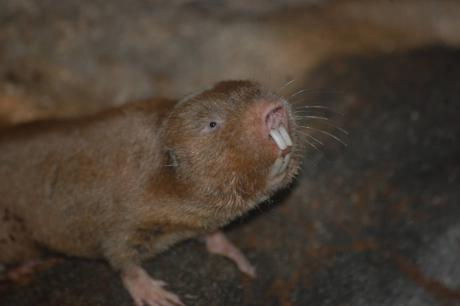 Ansell's mole-rat