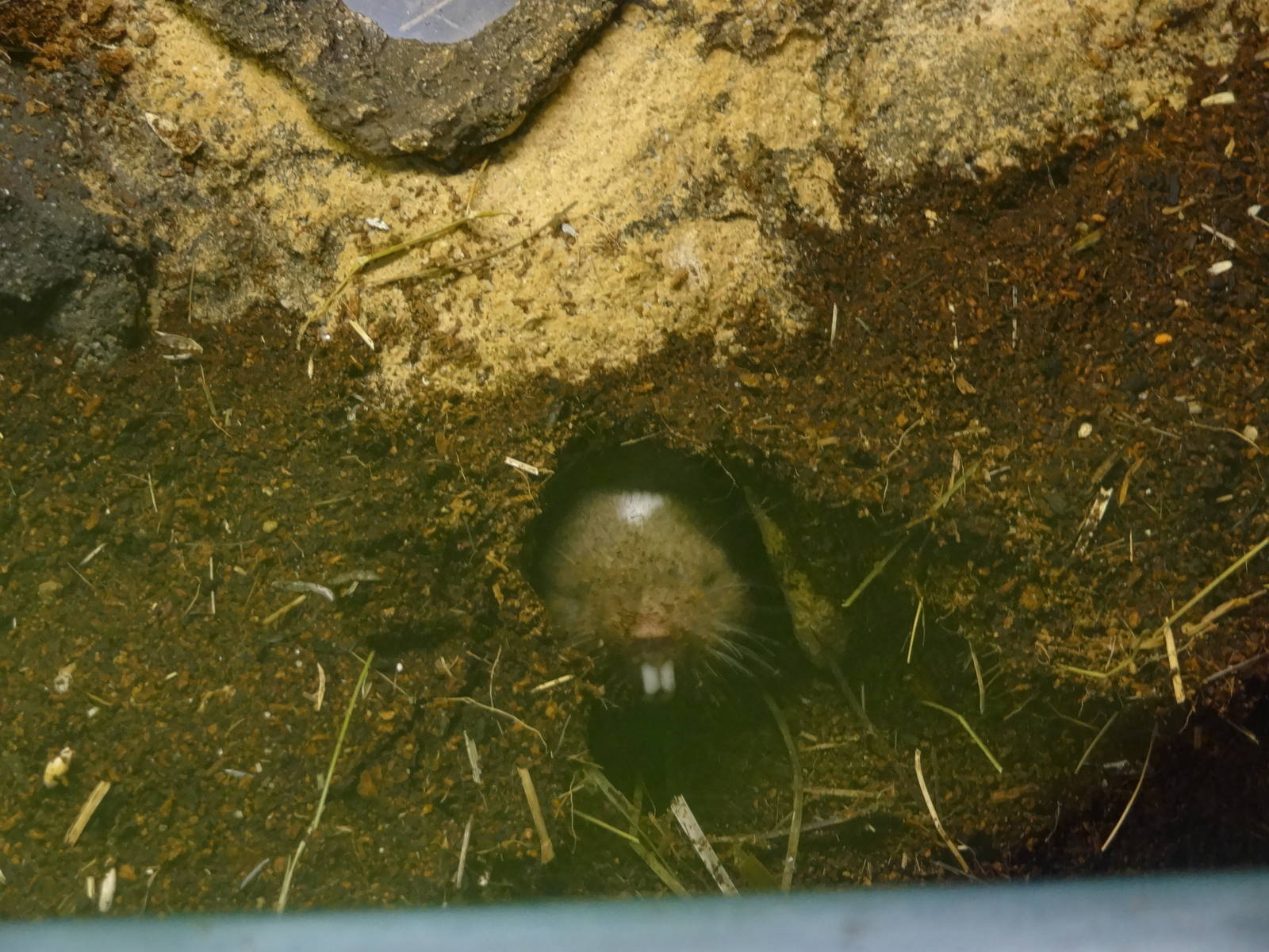 Ansell's mole-rat