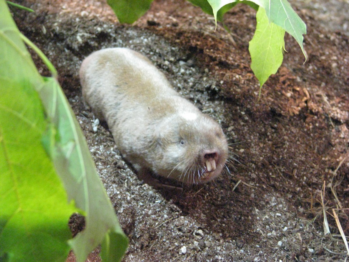 Ansell's mole-rat