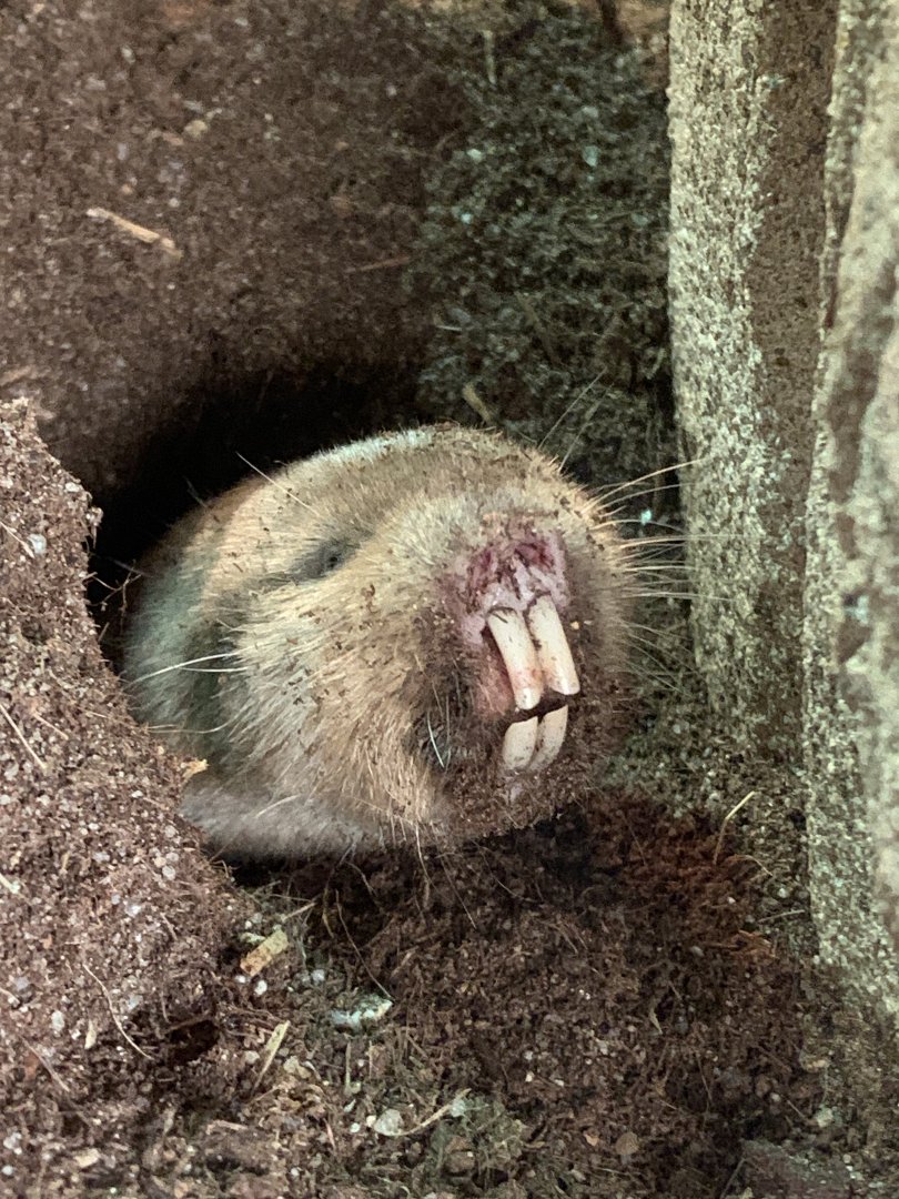 Ansell's mole-rat