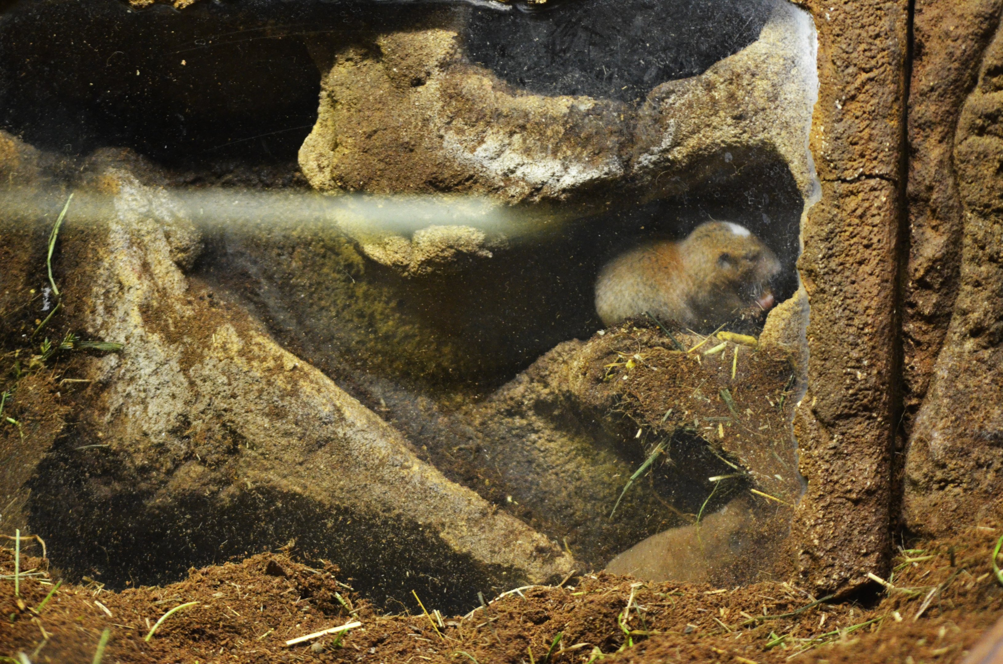 Ansell's Mole Rats at Wuppertal, 16/06/19