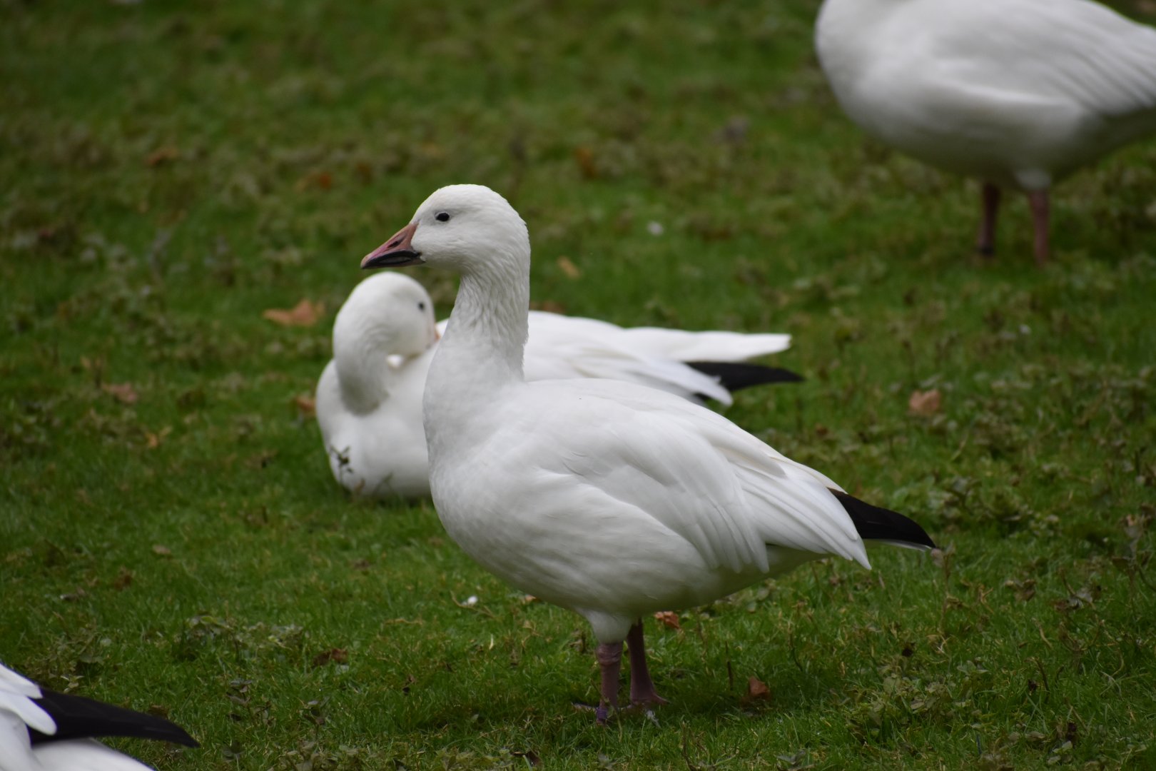 Anser caerulescens - Snow Goose