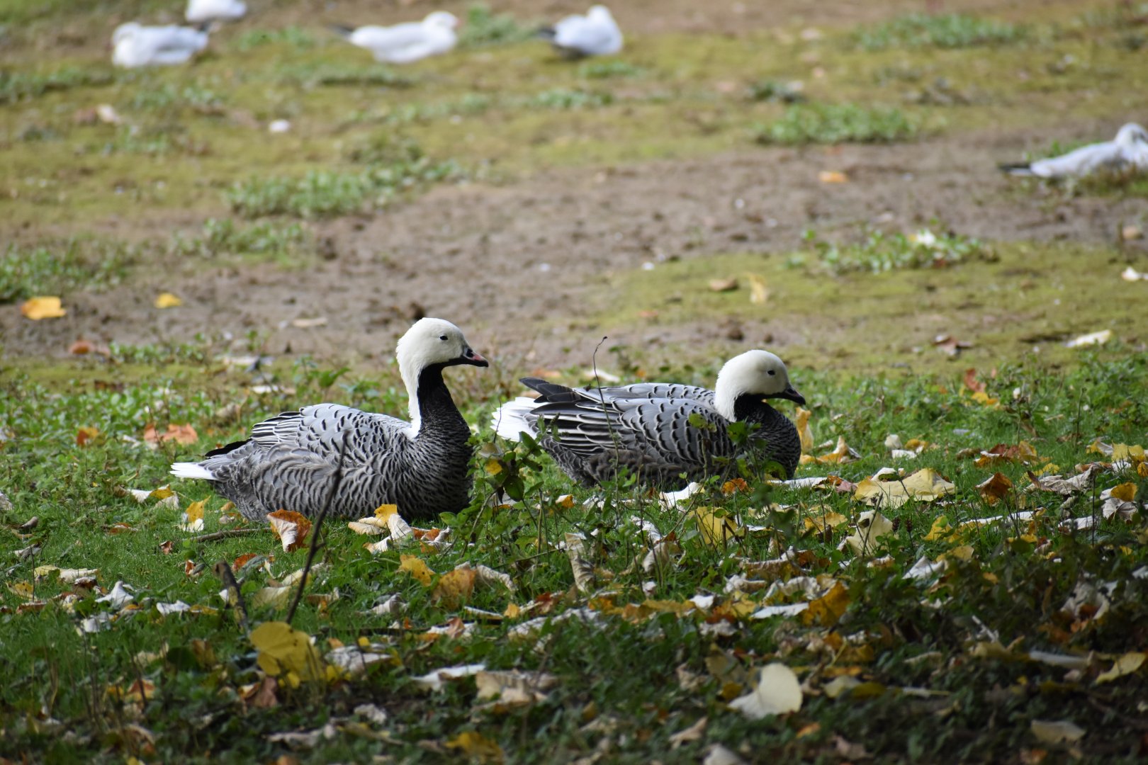 Anser canagicus - Emperor Goose