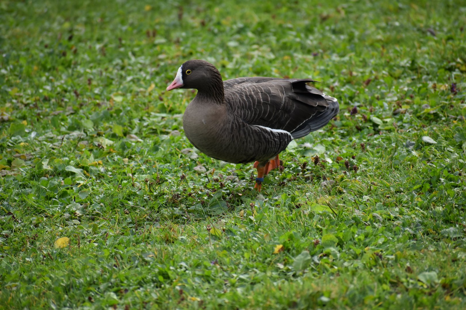 Anser erythropus - Lesser White-fronted Goose