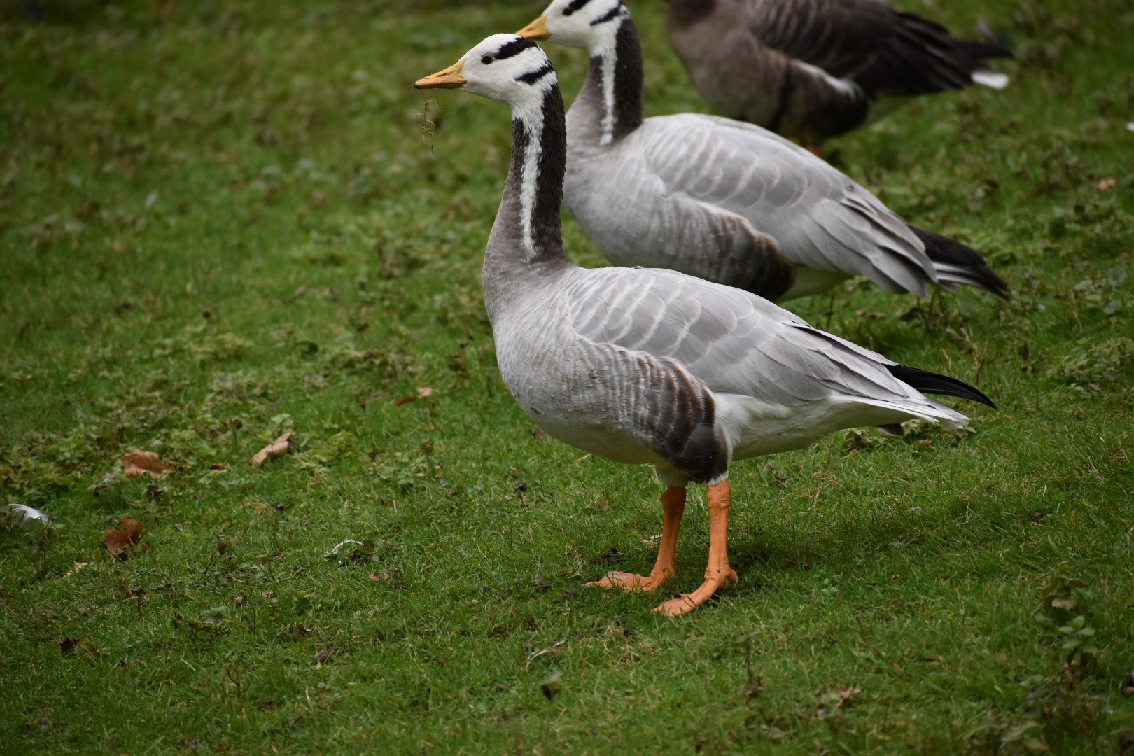 Anser indicus - Bar-headed Goose