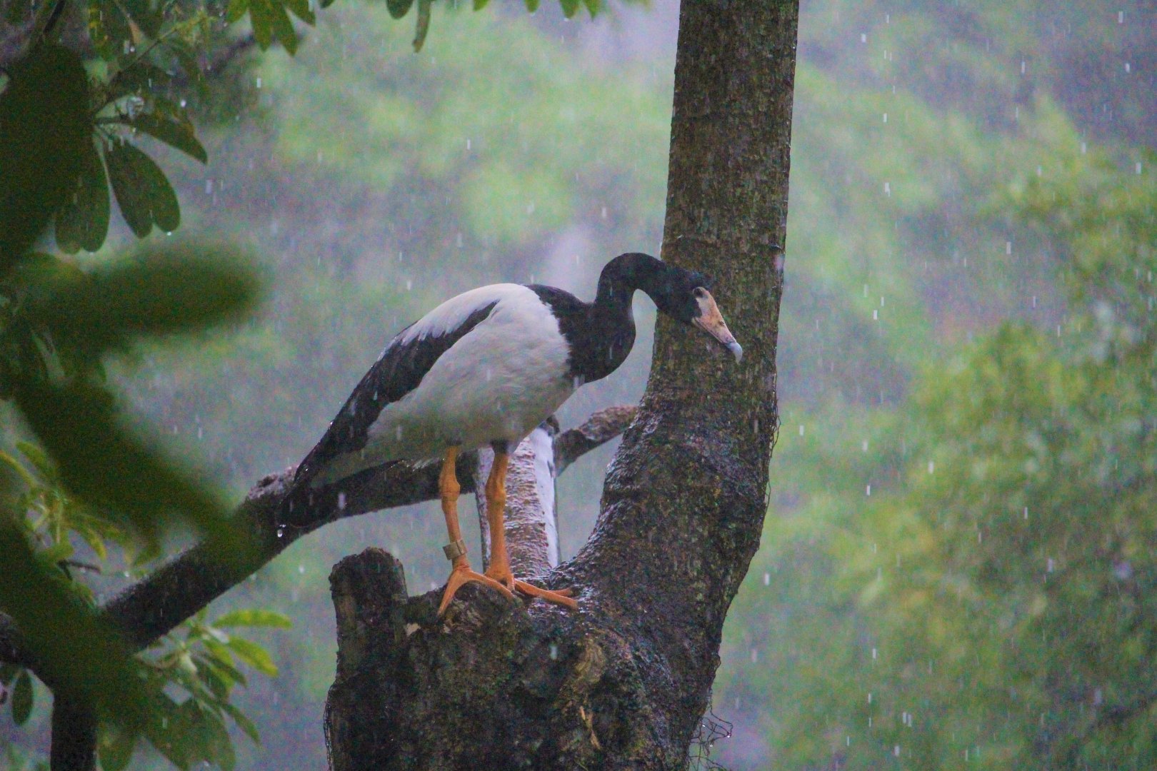 Anseranas semipalmata / Magpie-Goose