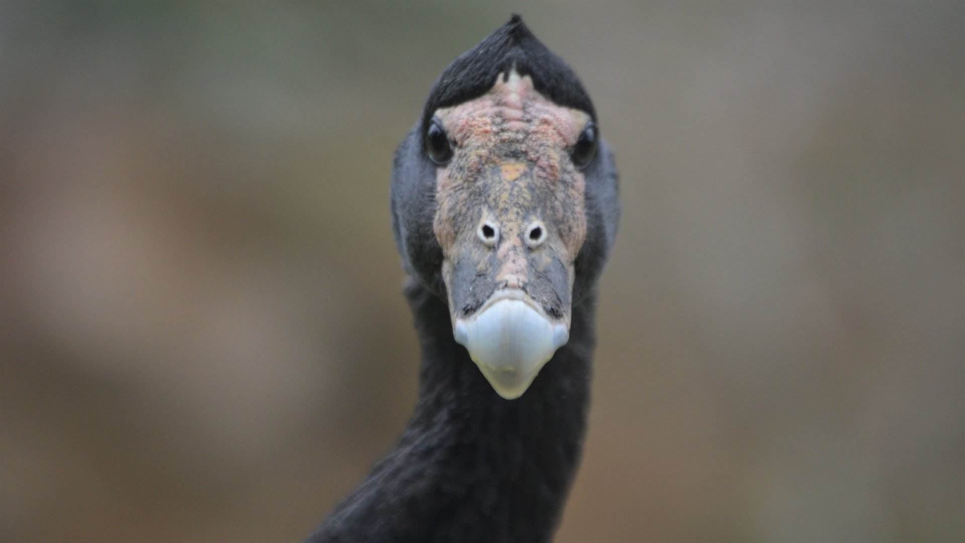 Anseranas semipalmata