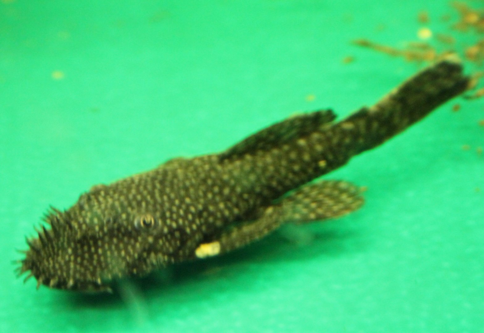 Ansistrus dolichopterus