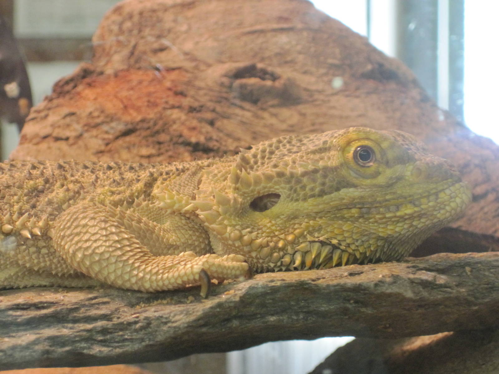 Ansonia Nature Center: Bearded Dragon
