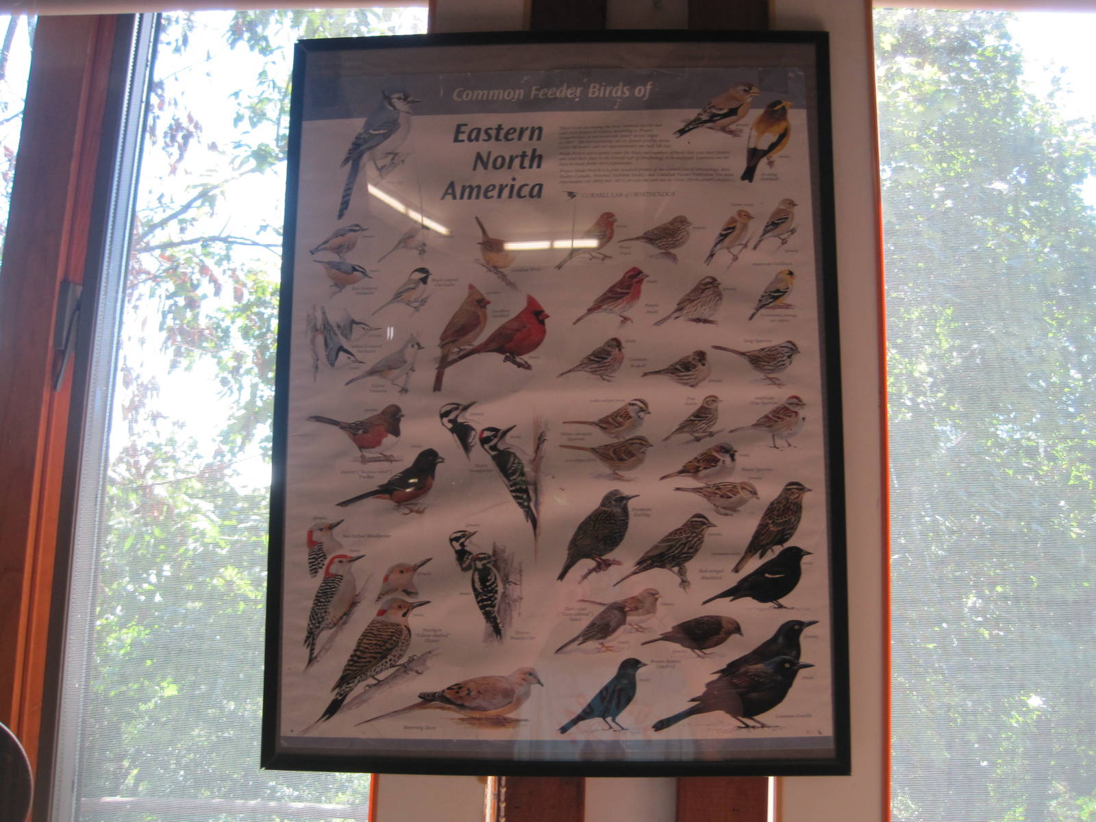 Ansonia Nature Center- Bird Guide