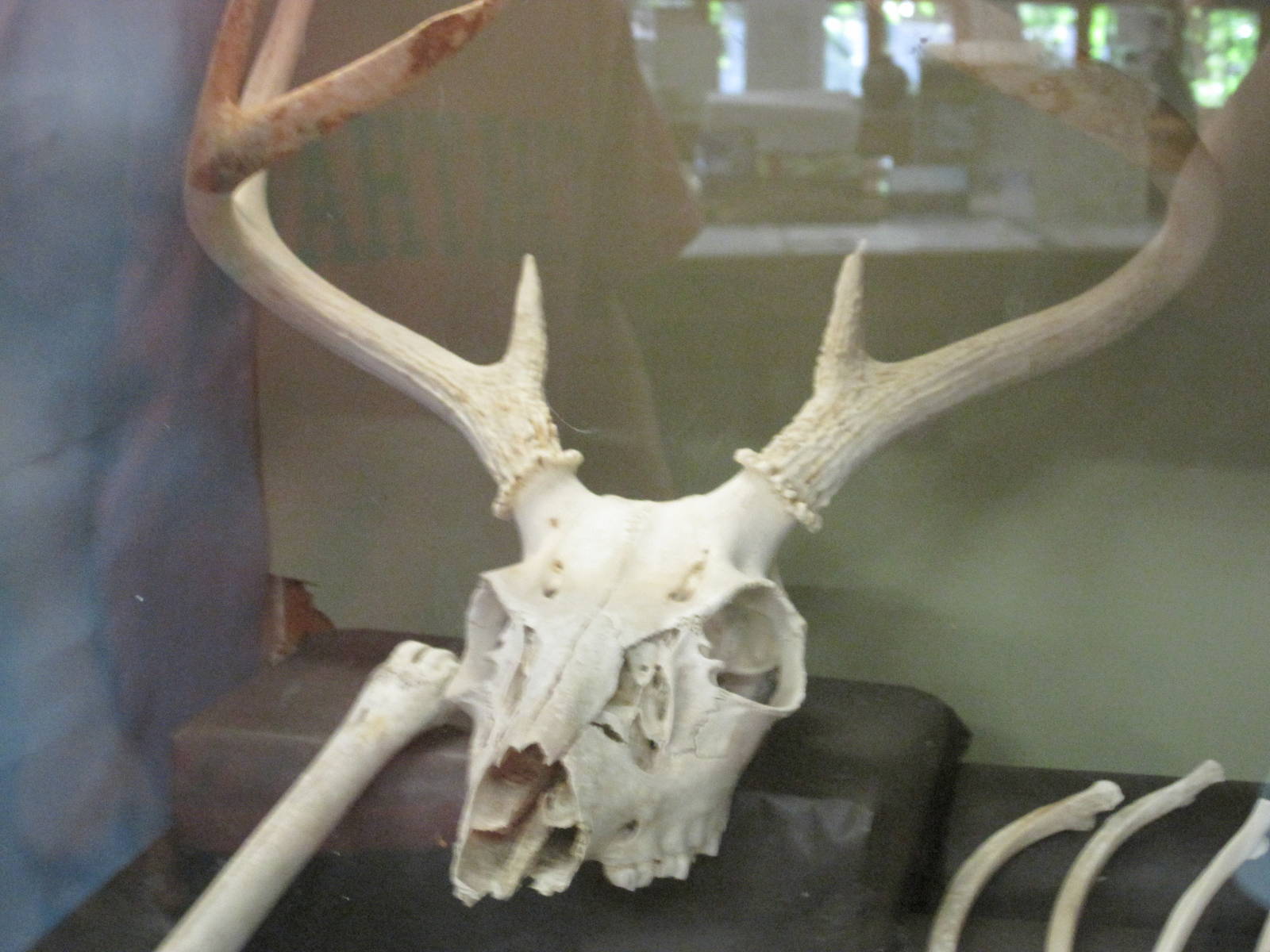 Ansonia Nature Center- Deer Skull