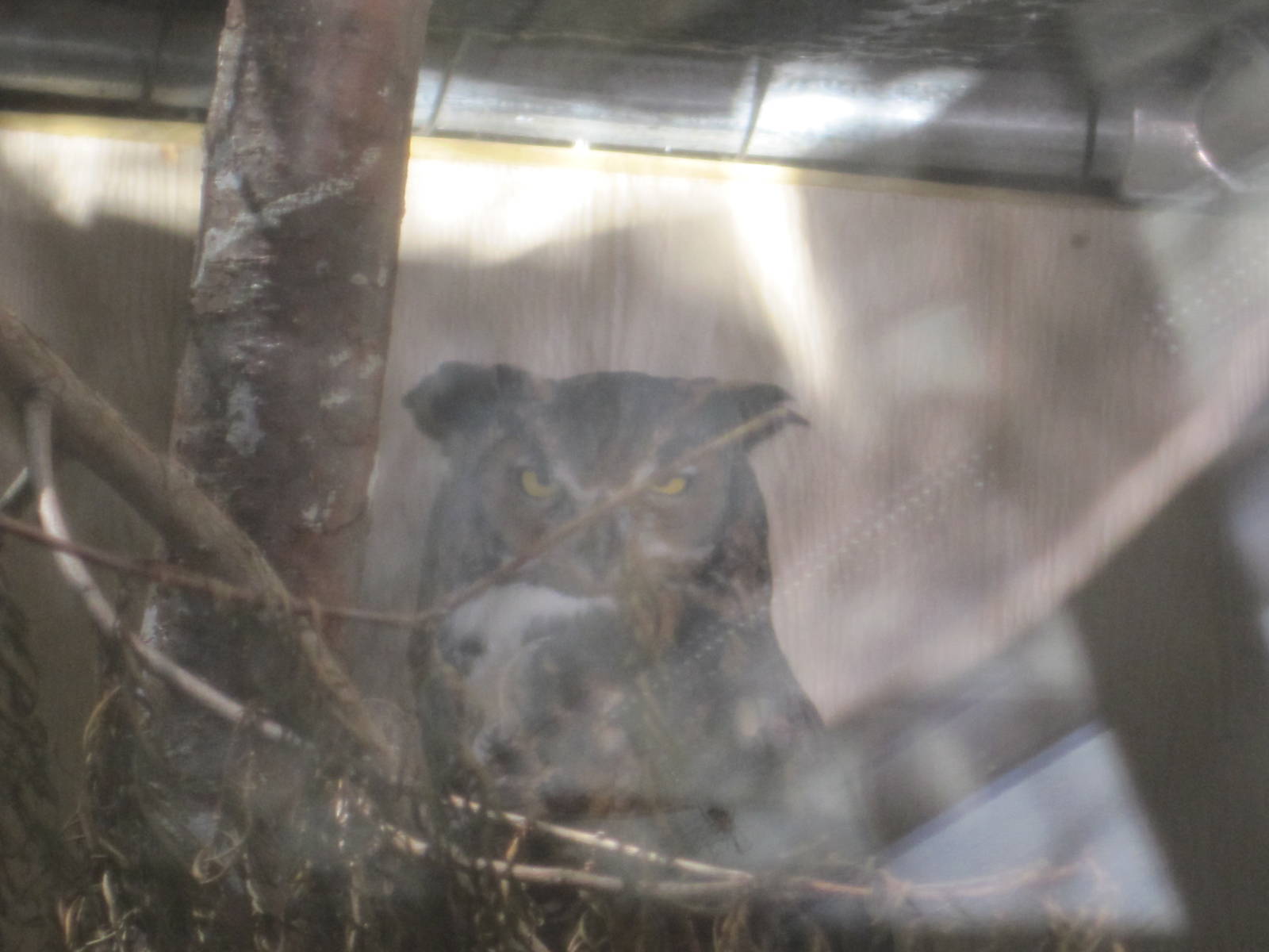 Ansonia Nature Center- Great Horned Owl